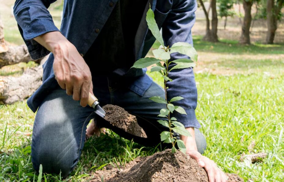 winter tree planting