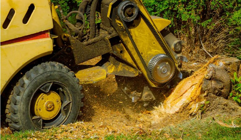 Stump Grinding: Remove That Ugly Tree Stump Efficiently